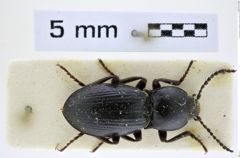 Foto (Dorsalansicht) von Selatosomus mirificus (Gurjeva, 1972) (NHMW-ZOO-COL-0008388)